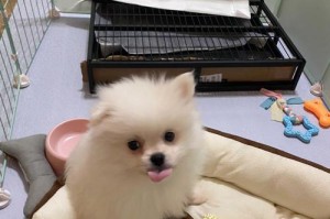 新手必知（从零开始，轻松养成健康博美宠物，）