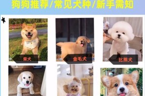 延长贵宾犬寿命的方法——关爱与健康养护（为什么贵宾犬普遍活不到15岁？如何保持贵宾犬健康寿命？）