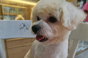 科学饲养比熊，了解它的食物禁忌（比熊哪些能吃哪些不能吃，快来了解一下吧！）