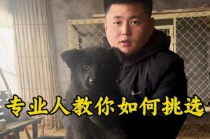 毛多久剃一次？揭秘以牧羊犬剃毛频率的关键因素（以牧羊犬剃毛频率的关键因素及正确护理方法）