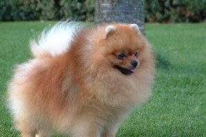 探究博美犬的性格特点（解析宠物界“小型王者”的个性魅力）