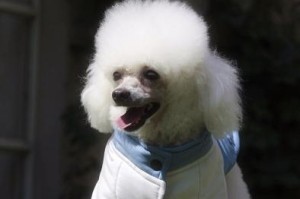 贵宾犬的冬天寒冷感受与应对（贵宾犬在寒冷冬季的表现和保暖方法）