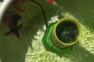 如何选择适合养金鱼的底砂（了解金鱼底砂的种类和特点，打造舒适的生活环境）