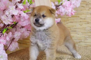 如何准确判断幼犬的年龄？（几种方法告诉你幼犬年龄的秘密）