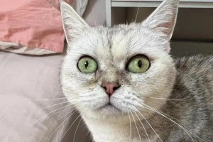 探秘猫脸上的小黑点（解密猫咪身上斑点的奥秘）