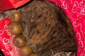 猫咪产前准备指南（为宠物猫咪顺利分娩做好准备）