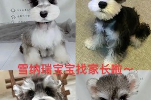 幼犬雪纳瑞何时长大？（了解雪纳瑞犬幼犬的成长过程以及关键因素）