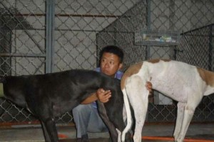 两只五红犬交配后的犬种及特征分析（探究五红犬交配后可能产生的犬种及其特征）