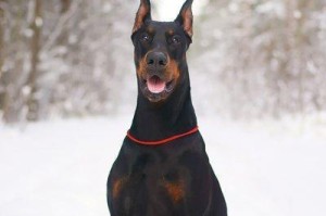如何让你的杜宾犬快速立耳（成为一个耳朵竖起的宠物主人）