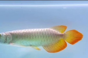 红龙鱼的正确喂食方法（饲养红龙鱼的注意事项和技巧）