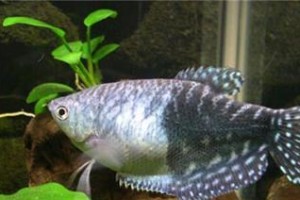 蓝曼龙鱼的饲养全攻略（打造一个完美的蓝曼龙鱼水族箱）