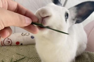 幼兔何时开始以草为主食？（幼兔进食习惯的转变及影响）