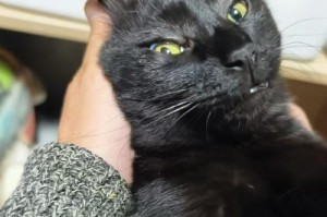 黑猫的象征意义及传统迷信（探索黑猫的神秘面纱与历史文化背景）