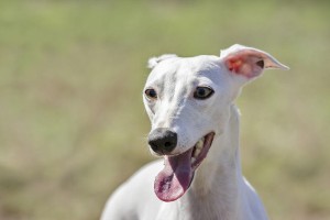 如何为惠比特犬提供健康饮食（探索适合惠比特犬的营养需求和食物选择）