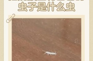 猫身上寄生虫的症状与防治（探究猫体内寄生虫的临床表现以及相关预防措施）