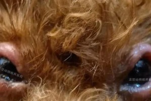 狗狗眼睛发炎的治疗药物及注意事项（有效缓解狗狗眼睛发炎的药物及用药注意事项）