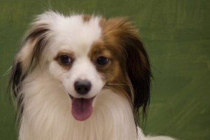 如何训练蝴蝶犬玩飞盘？（以宠物为主，享受和宠爱的过程）