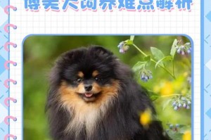 博美犬呕吐的原因及处理方法（了解博美犬呕吐的原因，让我们的宠物更健康）