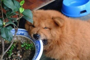 松狮不吃饭怎么办？——宠物喂食指南（宠物营养均衡，健康快乐成长）