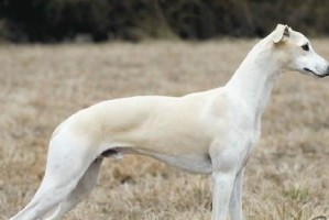 如何正确养护你的惠比特犬（从饲养到训练，打造健康快乐的惠比特犬生活）