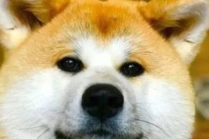如何应对以柴犬的咬人行为？（以宠物为主，如何让柴犬乖巧不咬人？）