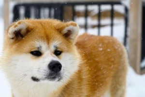 秋田犬之魅与病（探究为何不少人不愿养秋田犬）