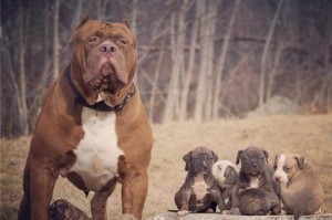 训练你的比特犬来你身边（掌握教导比特犬走过来的技巧和步骤）