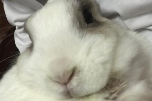兔子为什么会突然肿脸？（了解兔子肿脸的原因及处理方法）