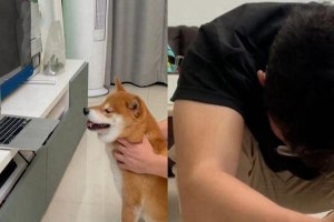 狗受惊恐所表现的症状与处理方法（了解狗受惊恐的表现与应对方式，帮助你的宠物克服恐惧）