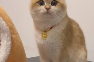 猫猫为何流眼泪？（探究猫猫眼泪背后的原因与解决方法）