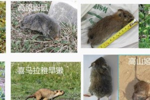 青海田鼠的饲养方法（以宠物为主，打造温馨家庭）