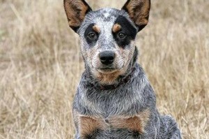 美国猎狐犬的饲养方法（一份完整的指南）