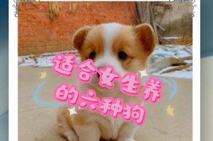 女生喜欢养什么狗？（探究女生养狗的偏好和需求）