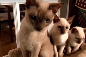 宠物爱好者必读！——以东奇尼猫的饲养方法（了解以东奇尼猫的品种特点，科学养护宠物的健康成长）
