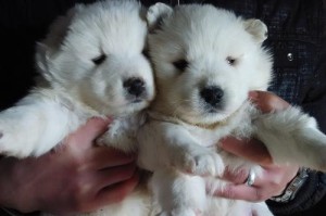 萨摩幼犬换牙期的合理饮食安排（以适合的食物帮助幼犬顺利完成换牙过程）