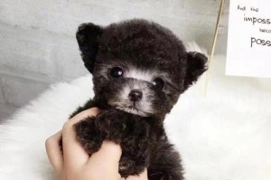 营养全面，以茶杯泰迪犬每天喂什么？（满足宠物健康需求的饮食安排）