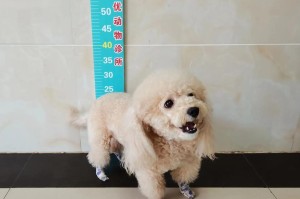石家庄市狗证办理攻略（了解办理狗证所需条件，让你的宠物合法出行）