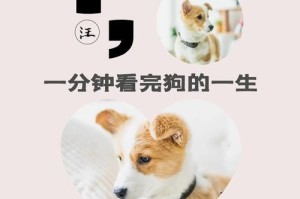 狗狗的年龄（通过宠物年龄对照表了解狗狗的年龄和健康状况）