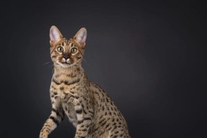 选择不掉毛的猫咪，让家养更轻松（摆脱掉毛困扰，享受无忧宠物生活）