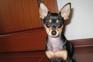 小鹿犬的多彩外貌（发现小鹿犬）