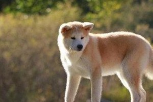 秋田犬饲养全指南（科学饲养让秋田犬更健康，更快乐）