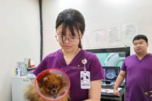 狗狗剖腹产后常见症状解析（了解狗狗剖腹产后需要关注的症状及处理方法）