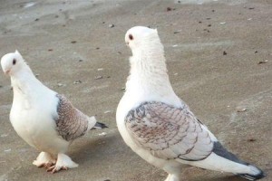 瓦灰鸽的饲养方法（营养要求、栖息环境、饲料选用、疾病预防、繁殖技巧等详解）