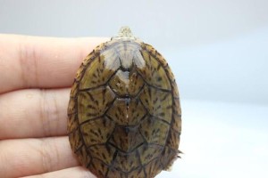 蛋龟饲养全攻略（如何科学地养护蛋龟，让它健康快乐成长？）