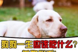 狗狗手术后的恢复饮食指南（营养均衡是恢复的关键，详细了解各阶段饮食需求）