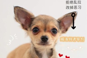 杜绝宠物狗在玩耍中随地大小便的方法（让宠物狗的玩耍更文明，从规范大小便开始）