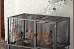 以笼子可以养什么宠物？（探索适合笼养的宠物品种及注意事项）