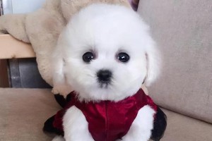 比熊犬眼睛护理全攻略（从日常细节到专业保养，）
