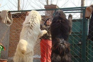 如何科学养护猎犬（以宠物为主，打造健康快乐的生活）