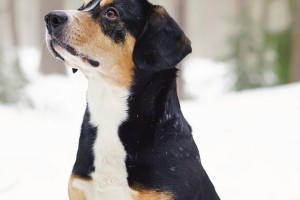 选择适合打猎的犬种，提高狩猎效率（探讨适合打猎的狗的品种和特点）